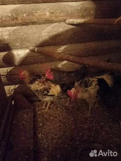 Продам петухов