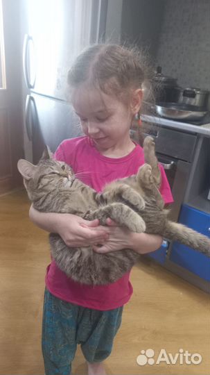 Отдам в добрые руки кошку