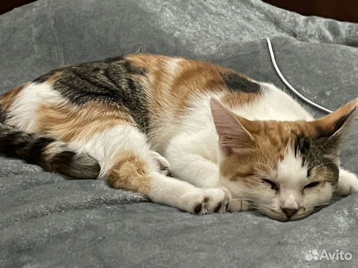 Европейская