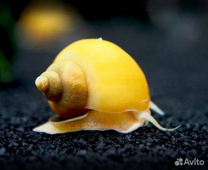 Улитки аквариумные ампулярии