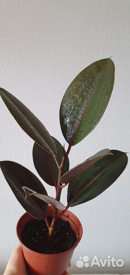 Фикус каучуконосный