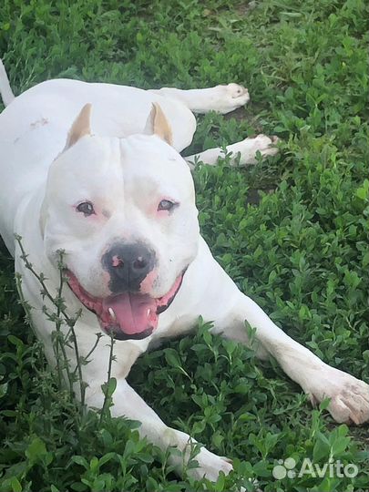 Стаффордширский терьер вязка