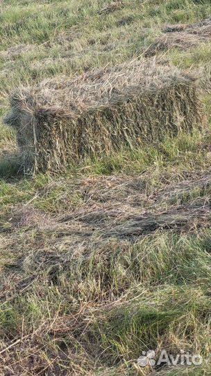 Сено в тюках 2023