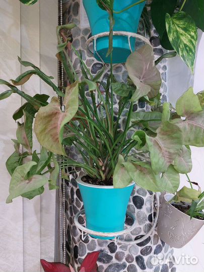 Сингониум неон пинк