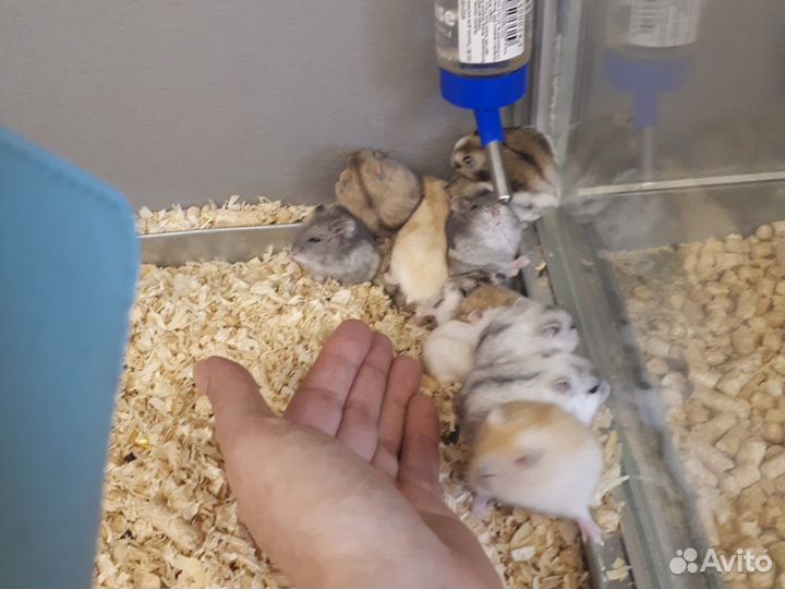 Джунгарский хомяк