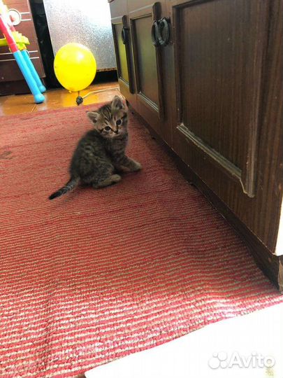 Кошка в дар