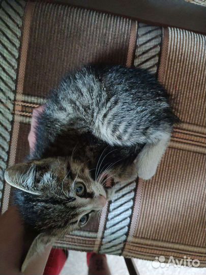 Котёнок-мальчик