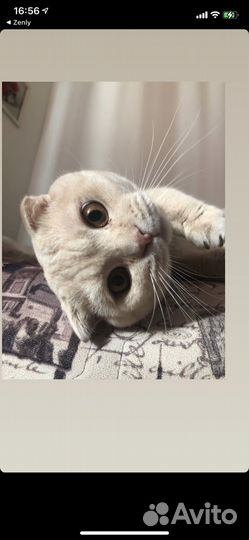 Шотландский кот вязка