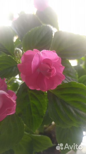 Бальзамин махровый