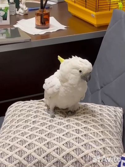 Говорящий попугай какаду