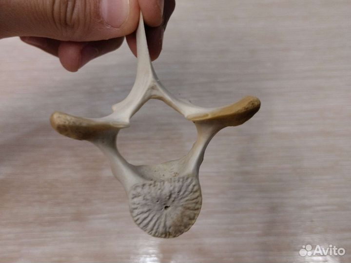 Позвонок дельфина