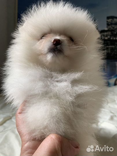 Шпиц миниатюрный. Белый и крем