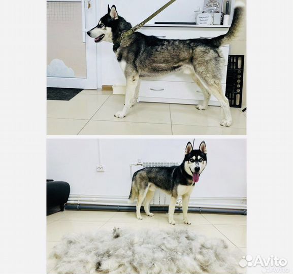 Стрижка кошек и собак