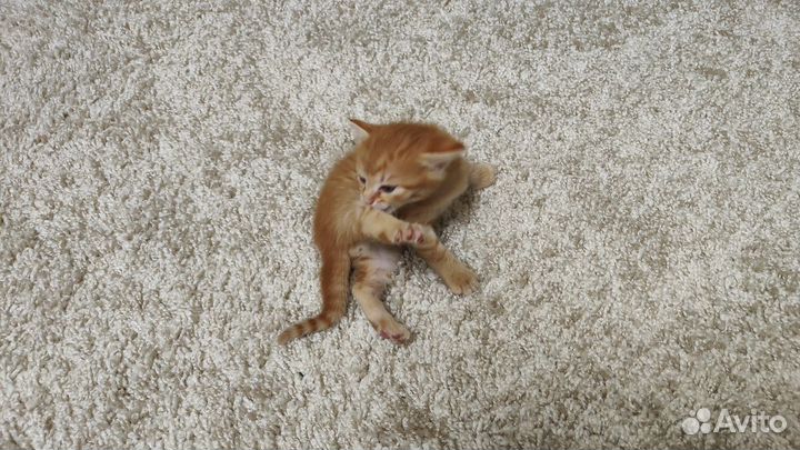 Кошка в дар