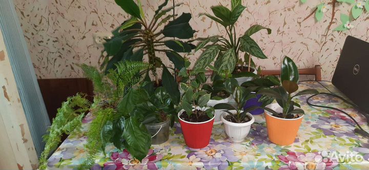 Продам цветы комнатные
