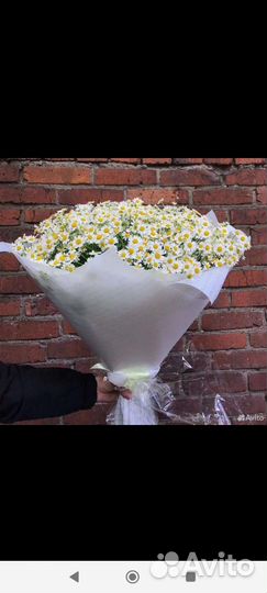 Ромашки полевые букет