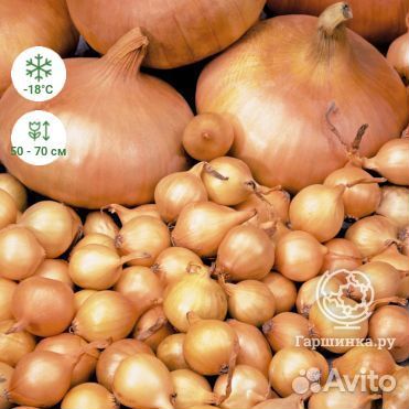 Семена лука на перо.Сорт стардаст