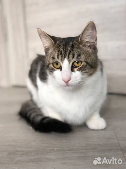 Котёнок Роберт