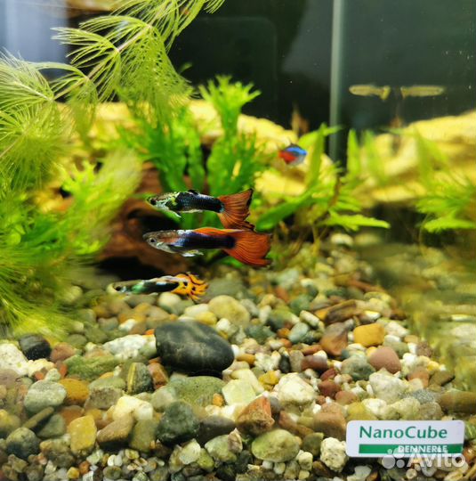 Гуппи самцы