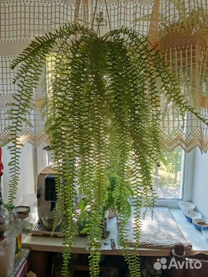 Папоротник