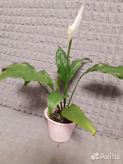 Женское счастье (Spathiphyllum)