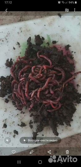 Черви для рыбалки