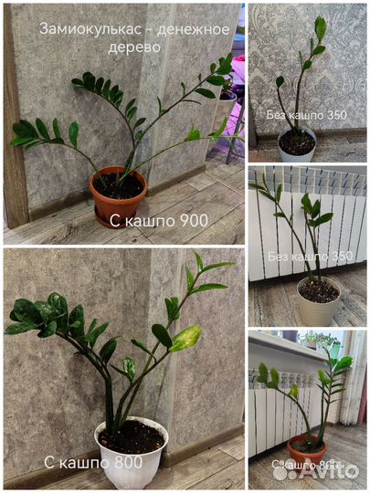 Замиокулькас