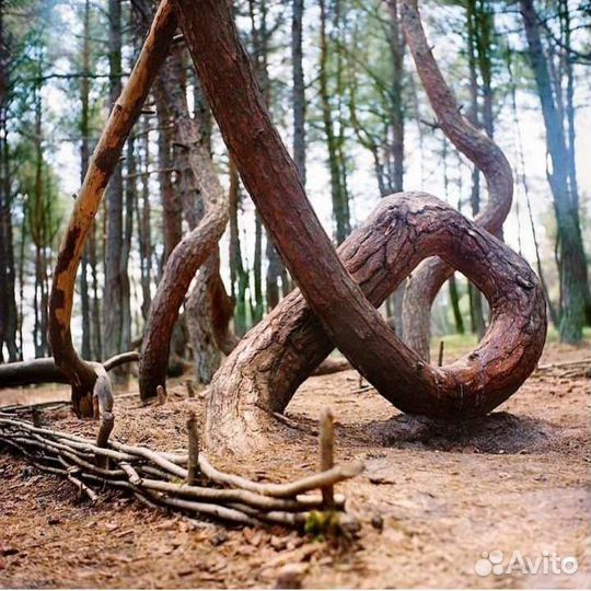 Куршская коса/ Калининград/Побережье/Исторические