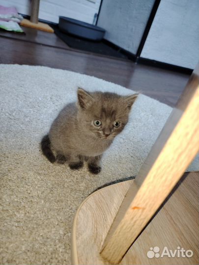 Британские котята