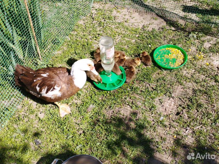 Мускусные утки, утята и индоутята