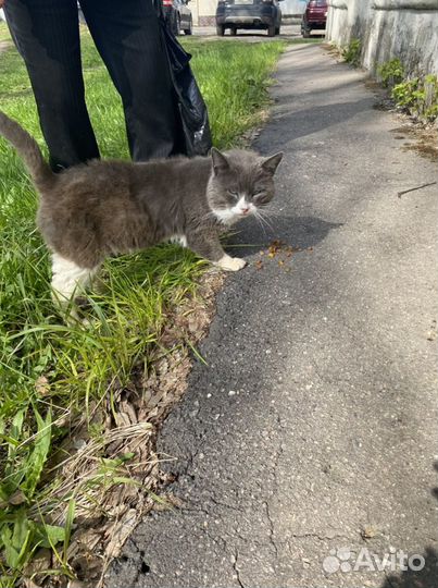 Кот ищет дом