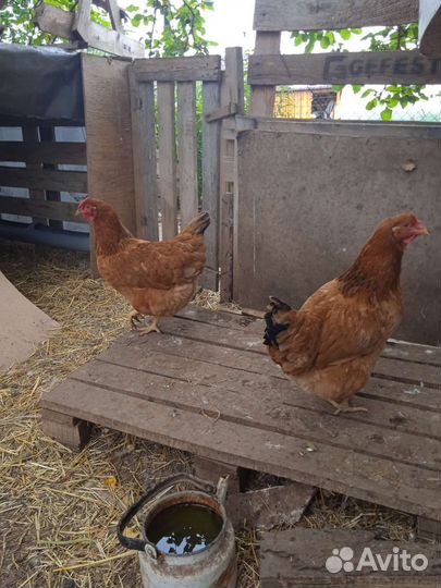 Семья куриц