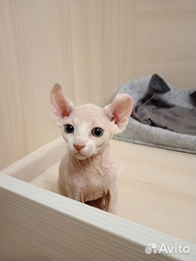 Котята сфинкс эльф