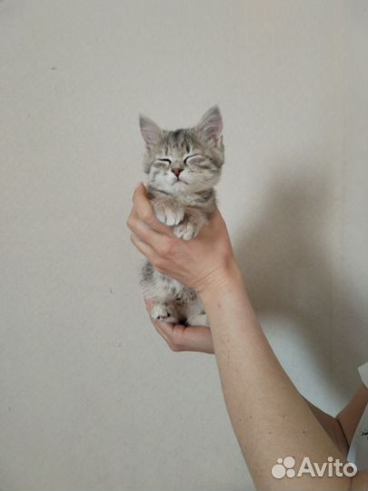 Кошка ищет дом