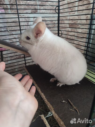 Шиншилла бело- розовая