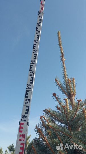 Ель глаука глобоза фармированная