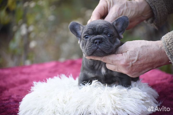 Щенки французики 2 мес голубой подпал палевоголубы