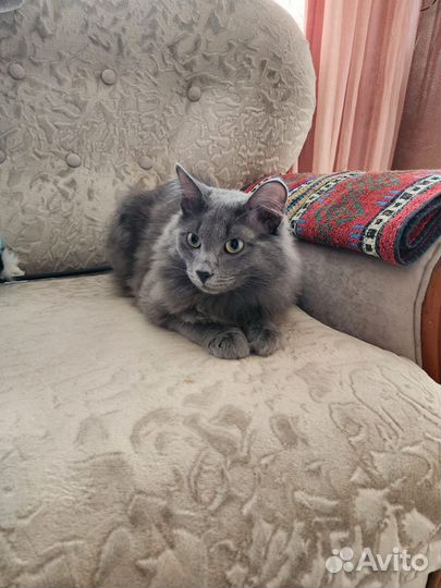Русский голубой кот