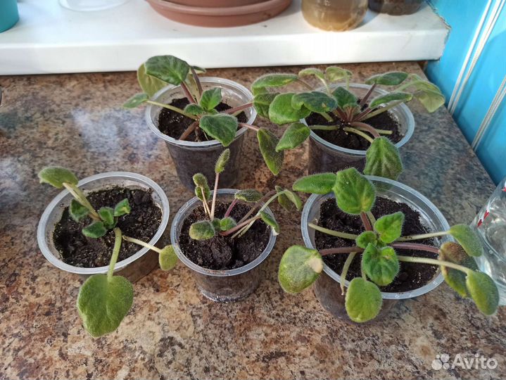 Фиалка, детки