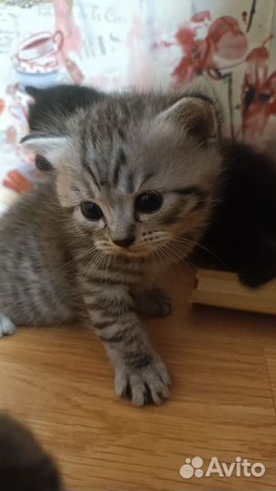 Британские котята