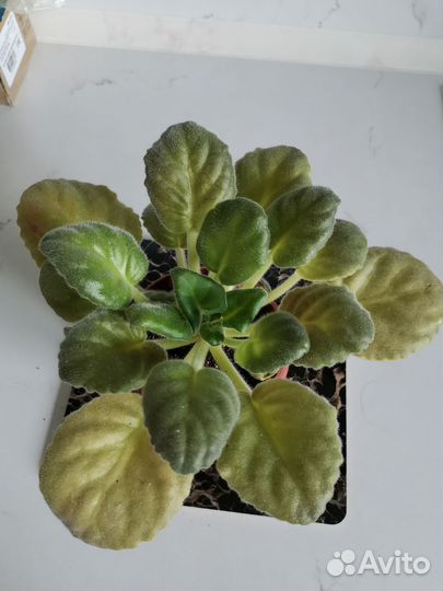 Фиалки сортовые