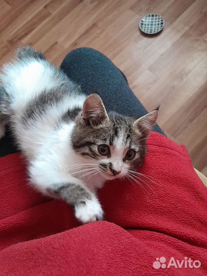 Котик в добрые руки