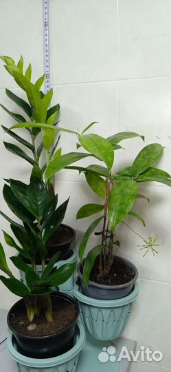 Комнатные растения