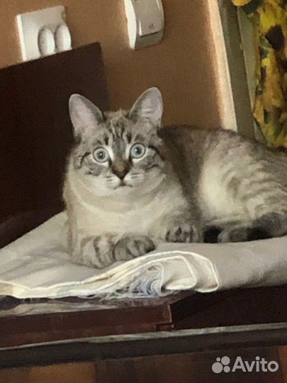 Кошка