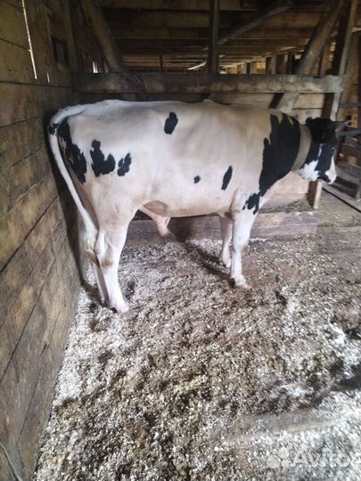 Бык на племя