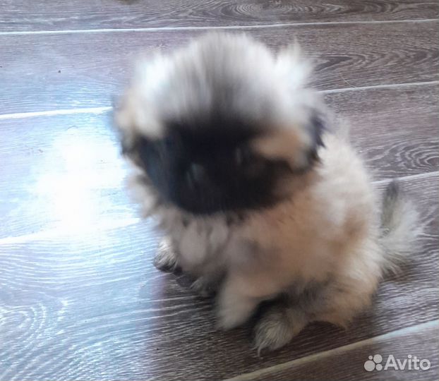 Щенки пекинеса