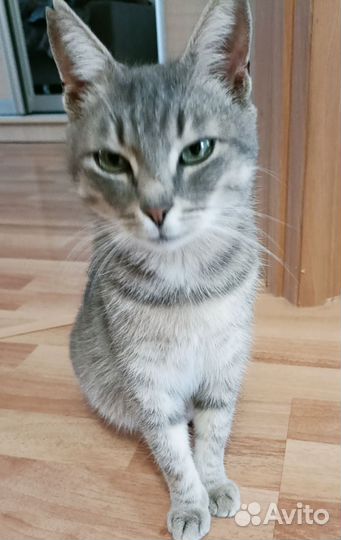 Кошка в дар