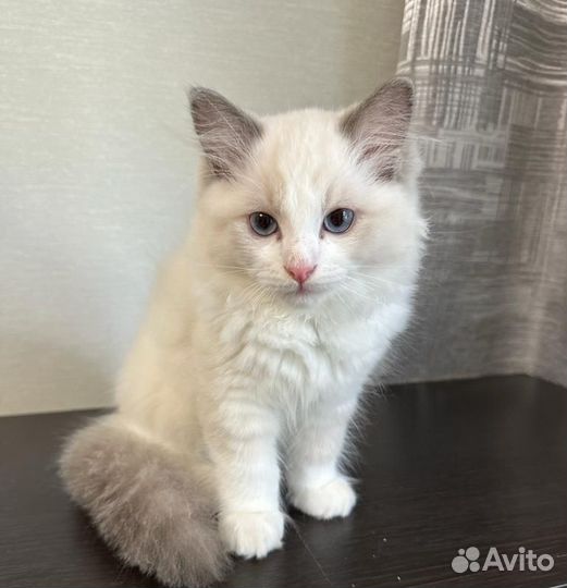Котенок Рэгдолл