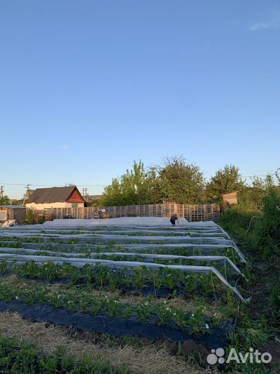 Саженцы клубники