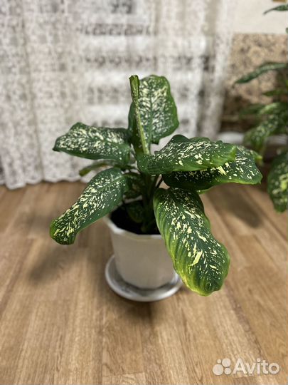 Диффенбахия